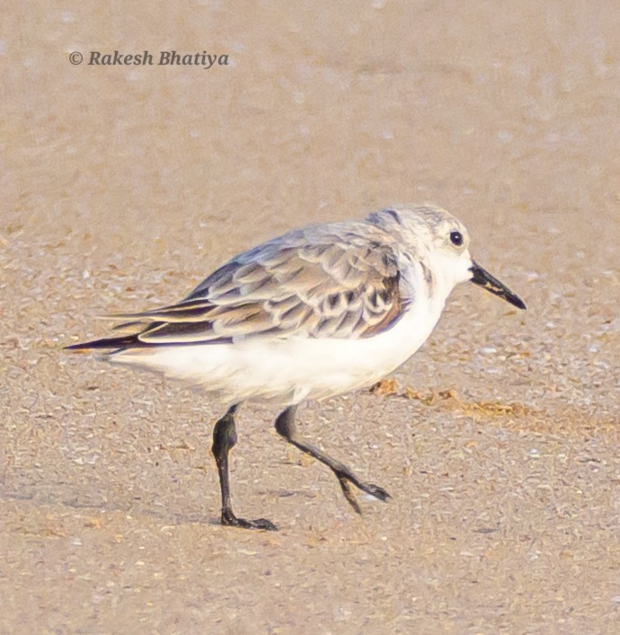 Sanderling